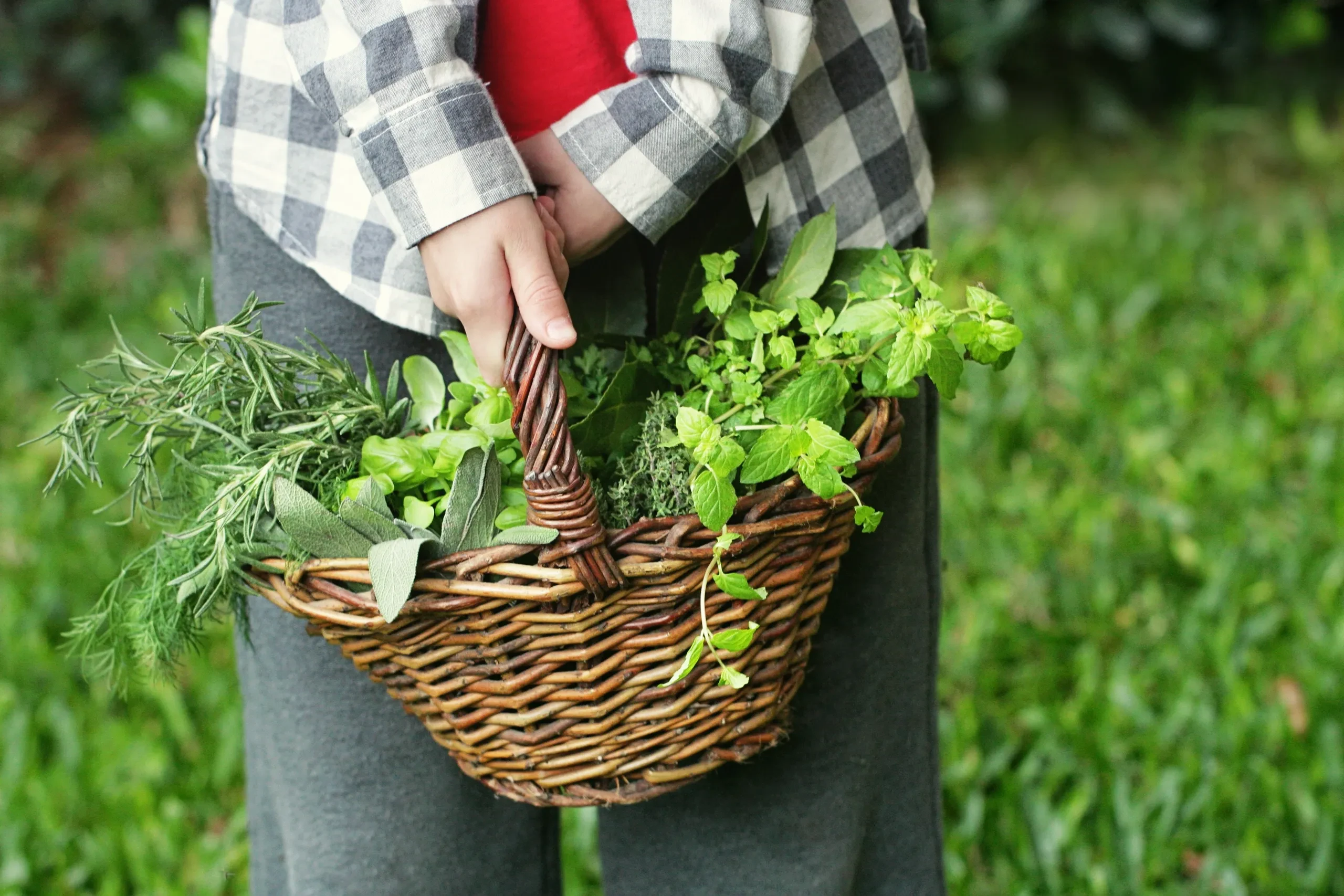 Fresh herbs gathered from a home garden